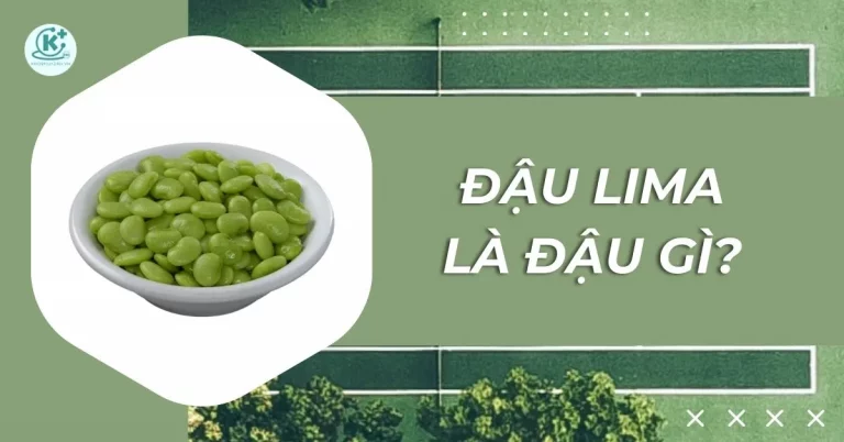 dau-lima-lima-bean-la-gi-ham-luong-dinh-duong-va-tac-dung-cua-dau-lima-thumb