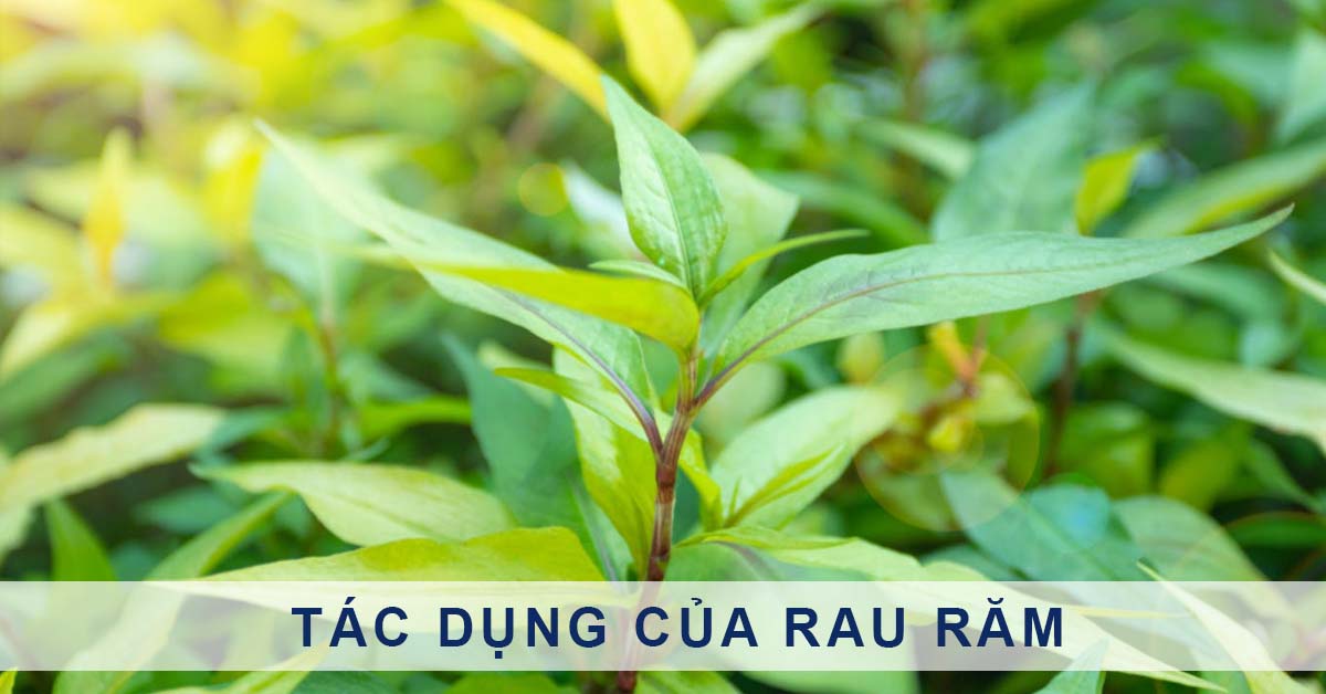 4 tác dụng của rau răm đối với sức khỏe những lưu ý khi sử dụng