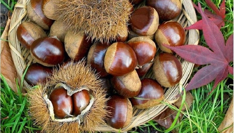7 tác dụng của hạt dẻ với sức khỏe, các lưu ý khi dùng hạt dẻ