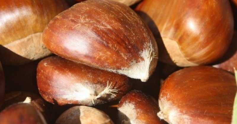 7 tác dụng của hạt dẻ với sức khỏe, các lưu ý khi dùng hạt dẻ