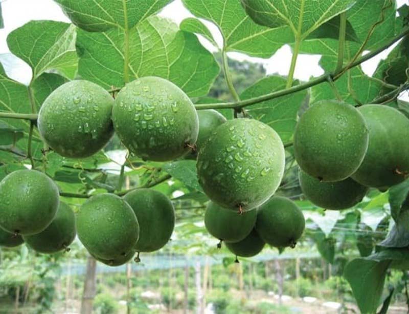 Nguồn gốc của la hán quả