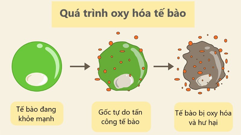 Hoạt tính chống oxy hóa