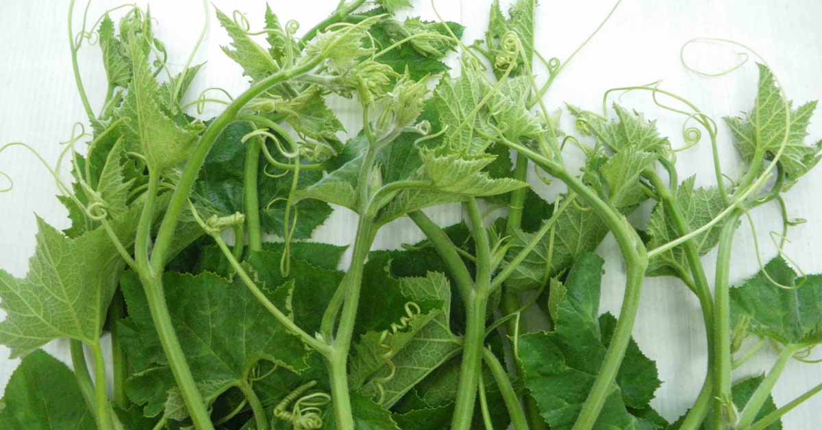 tác dụng của rau bí