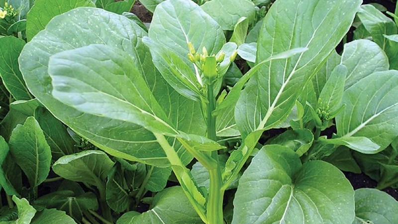 Rau cải ngồng bao nhiêu calo?