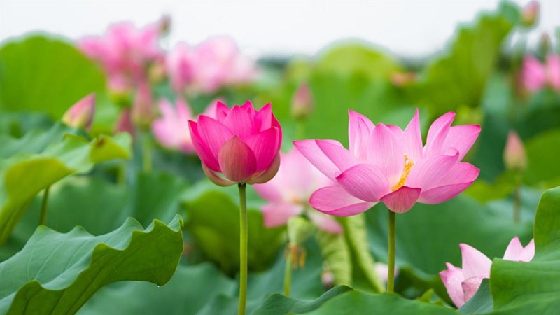 Hoa sen
