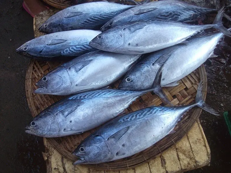 Cá ngừ