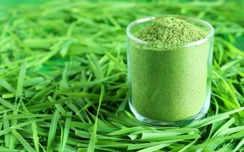 Bột cỏ lúa mạch