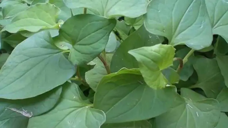 Rau diếp