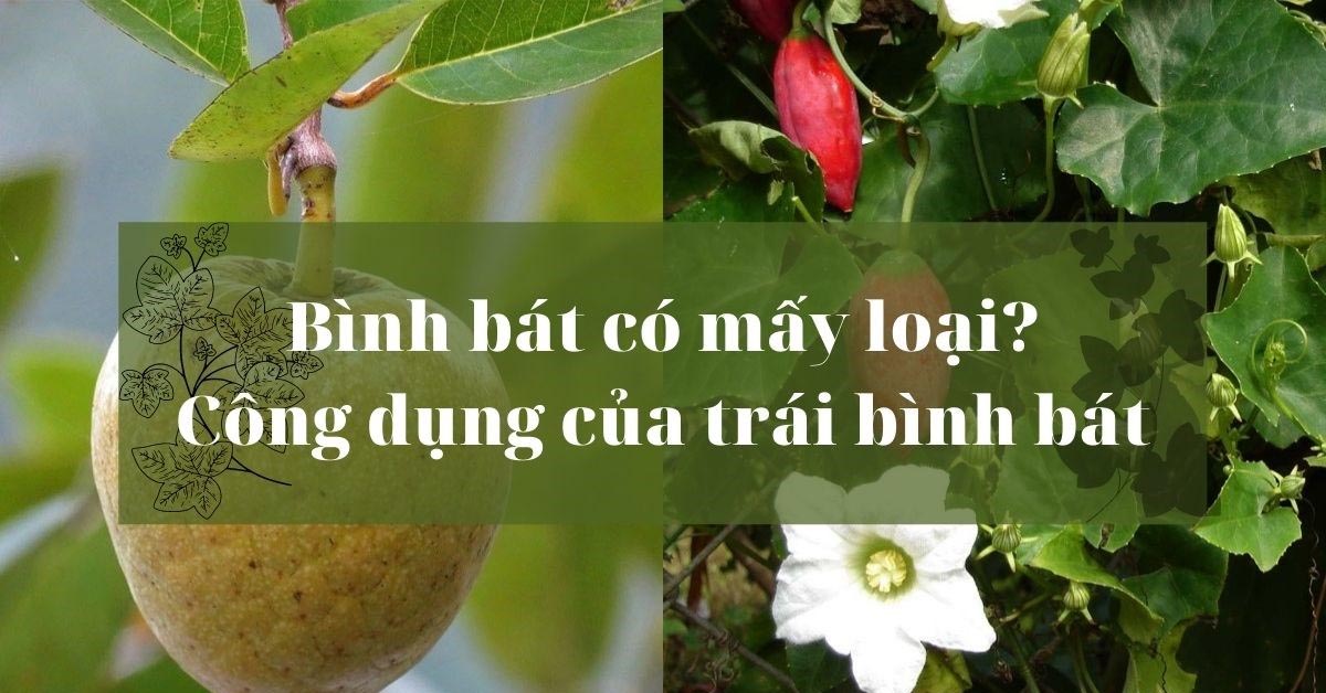 Bình Bát Có Mấy Loại? Công Dụng Của Trái Bình Bát, Cách Ăn.