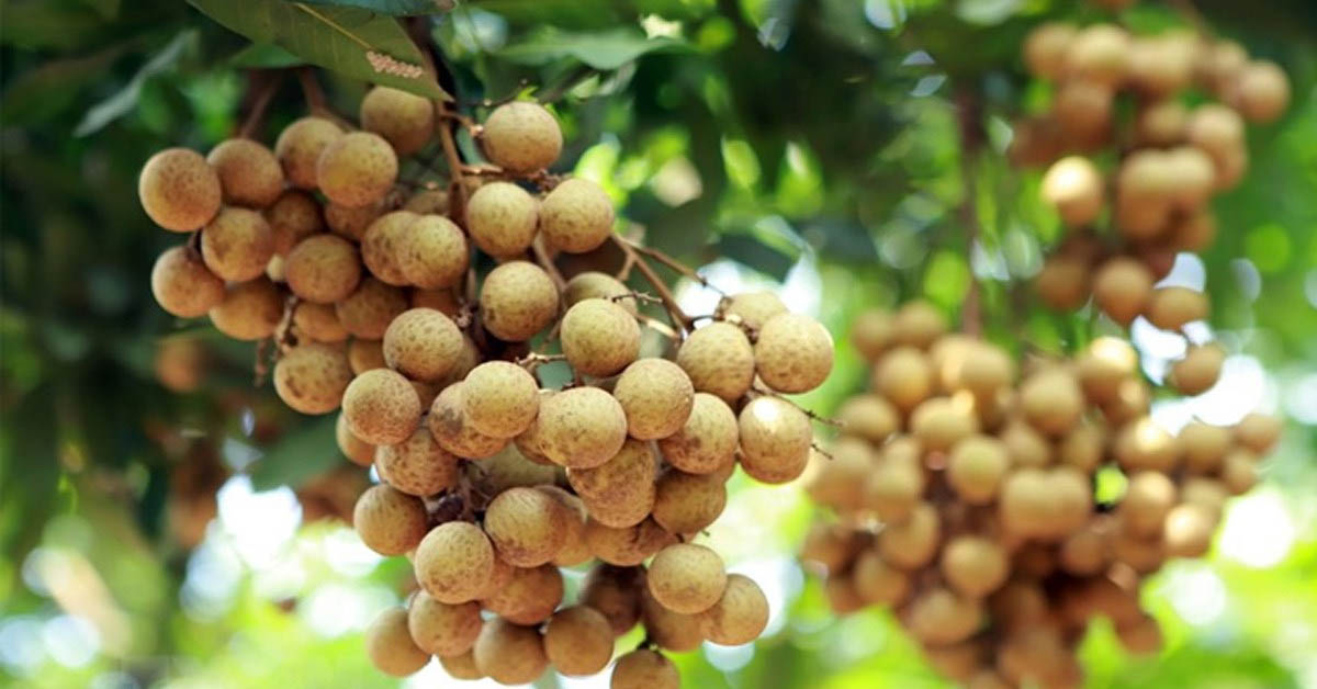 Các loại trái cây nóng, càng ăn nhiều càng dễ nổi mụn bạn nên biết