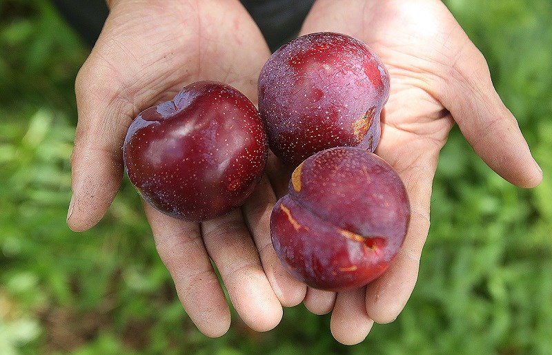 Mận