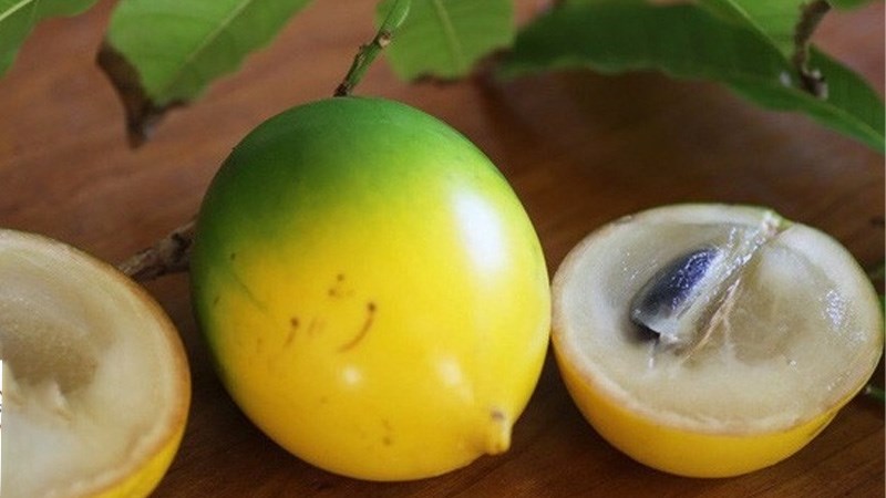 Vú sữa hoàng kim