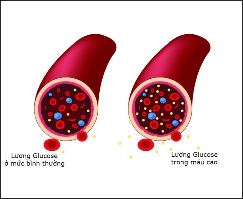 Sâm đất giảm lượng glucose