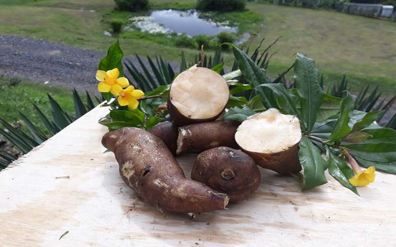 Mua sâm đất ở đâu