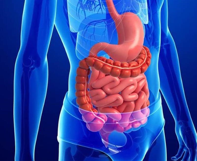 Sâm đất hỗ trợ hệ tiêu hóa