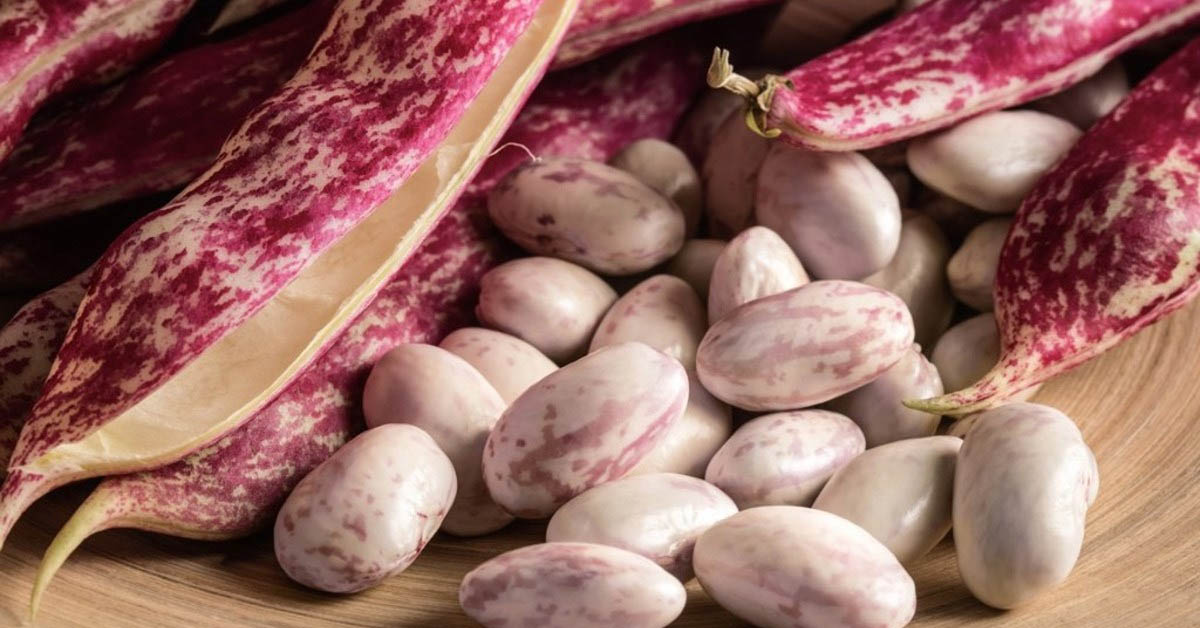 Đậu cranberry (cranberry - borlotti beans) là gì? 7 tác dụng của nó