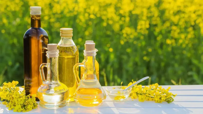 Dầu hạt cải là sản phẩm từ cây Canola - 1 loại thực vật được lai tạo từ giống cây cải dầu ăn được