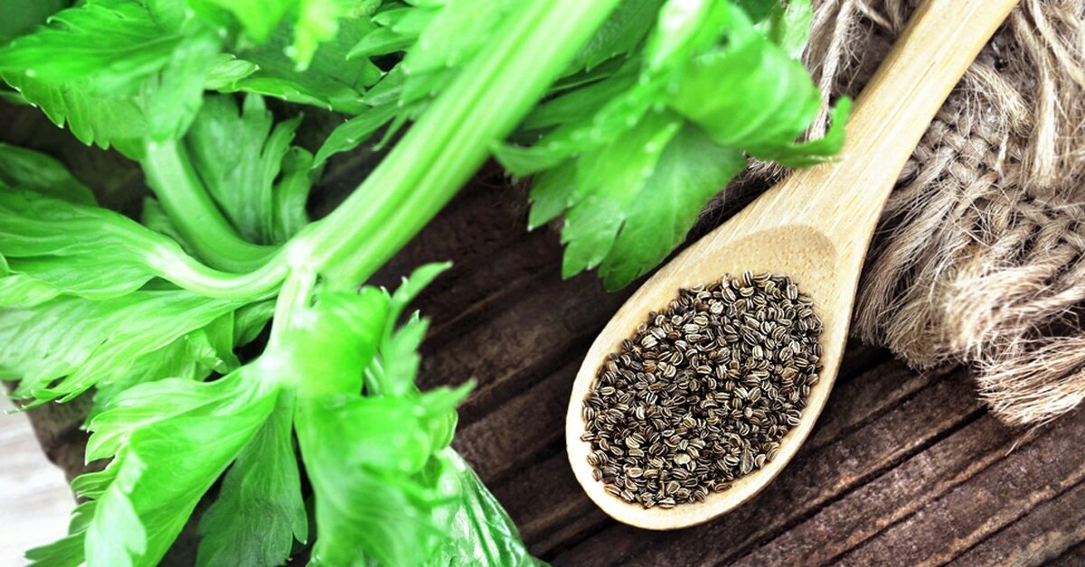 hạt cần tây, tác dụng của hạt cần tây