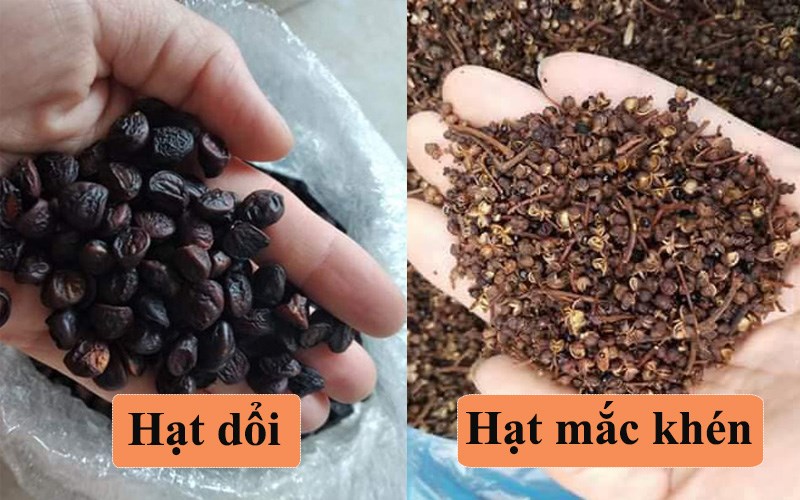 Phân biệt hạt mắc khén, hạt dổi