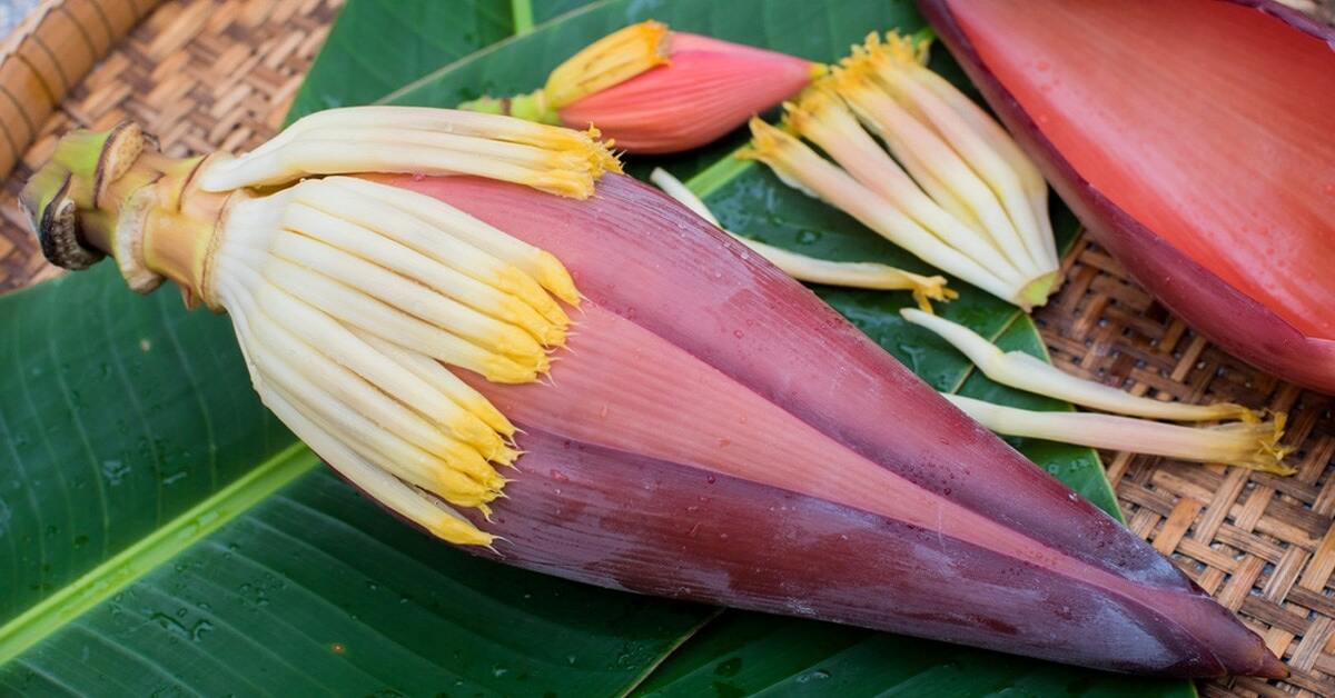 Hoa chuối có tác dụng gì? Hoa chuối nào ăn được, dùng như thế nào?