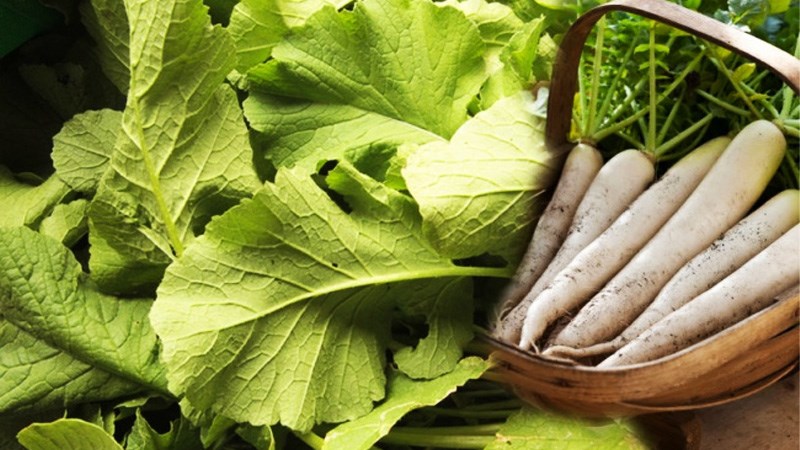 Lá củ cải trắng có ăn được không?