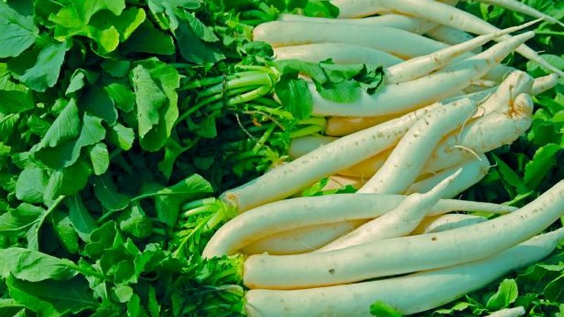 Lá củ cải trắng mua ở đâu?