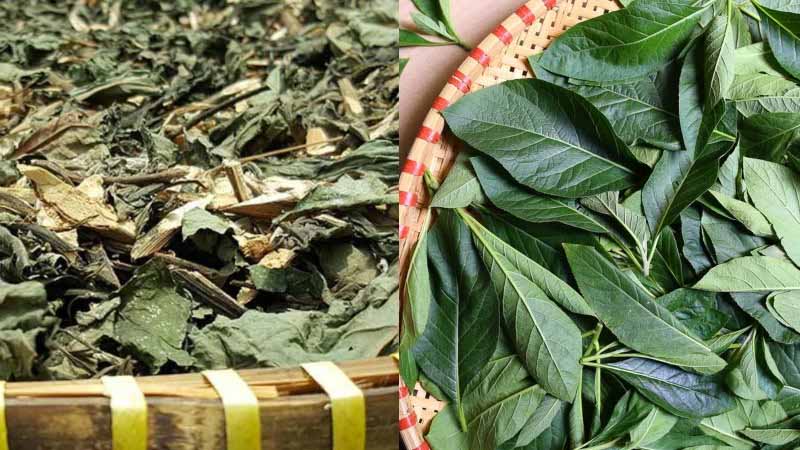 Lá mật gấu khá phổ biến trên thị trường hiện nay