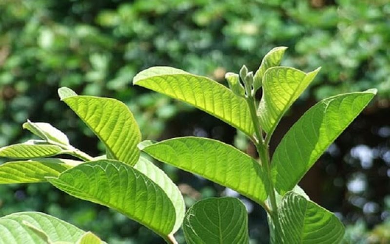 Công dụng của lá ổi