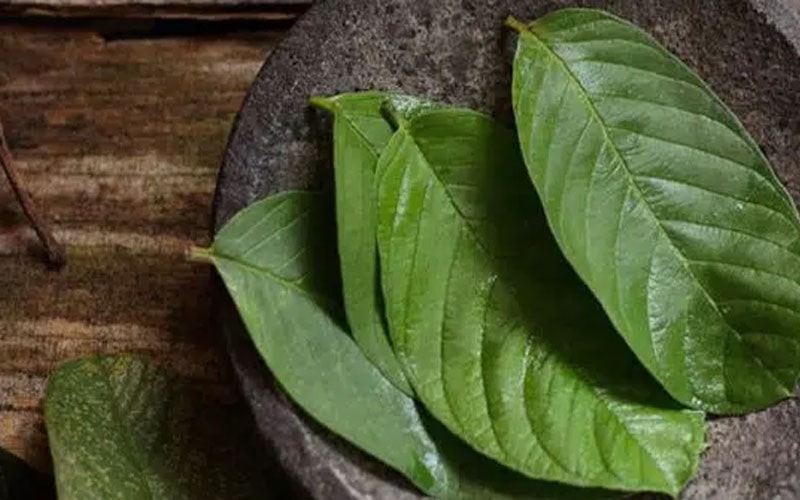 Giảm triệu chứng sốt xuất huyết