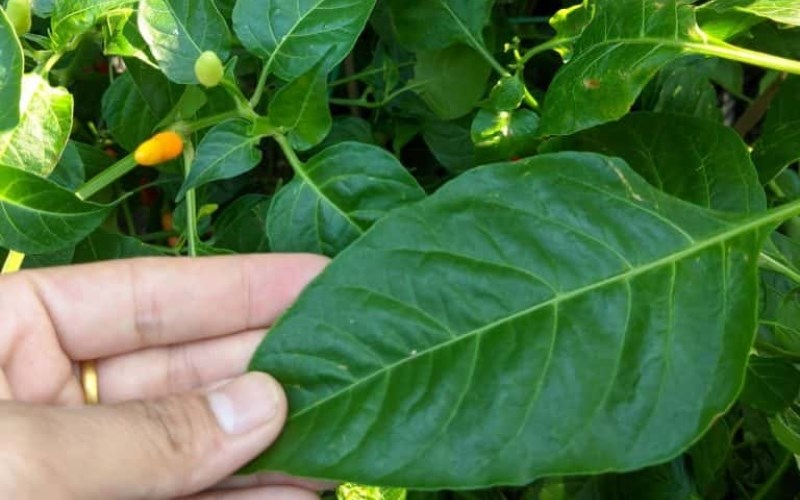 Lá ớt là gì, có ăn được không, có tác dụng gì? 8 tác dụng của lá ớt Lá Ớt Là Gì, Có Ăn Được Không, Có Tác Dụng Gì? 8 Tác Dụng Của Lá Ớt