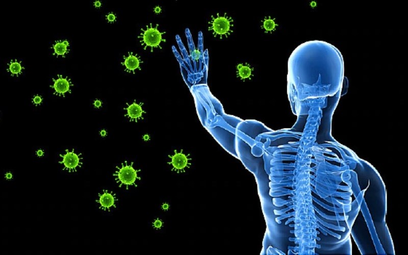 Lá ớt cải thiện hệ miễn dịch
