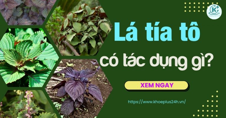 Lá tía tô có tác dụng gì? Công dụng của lá tía tô tốt cho sức khỏe