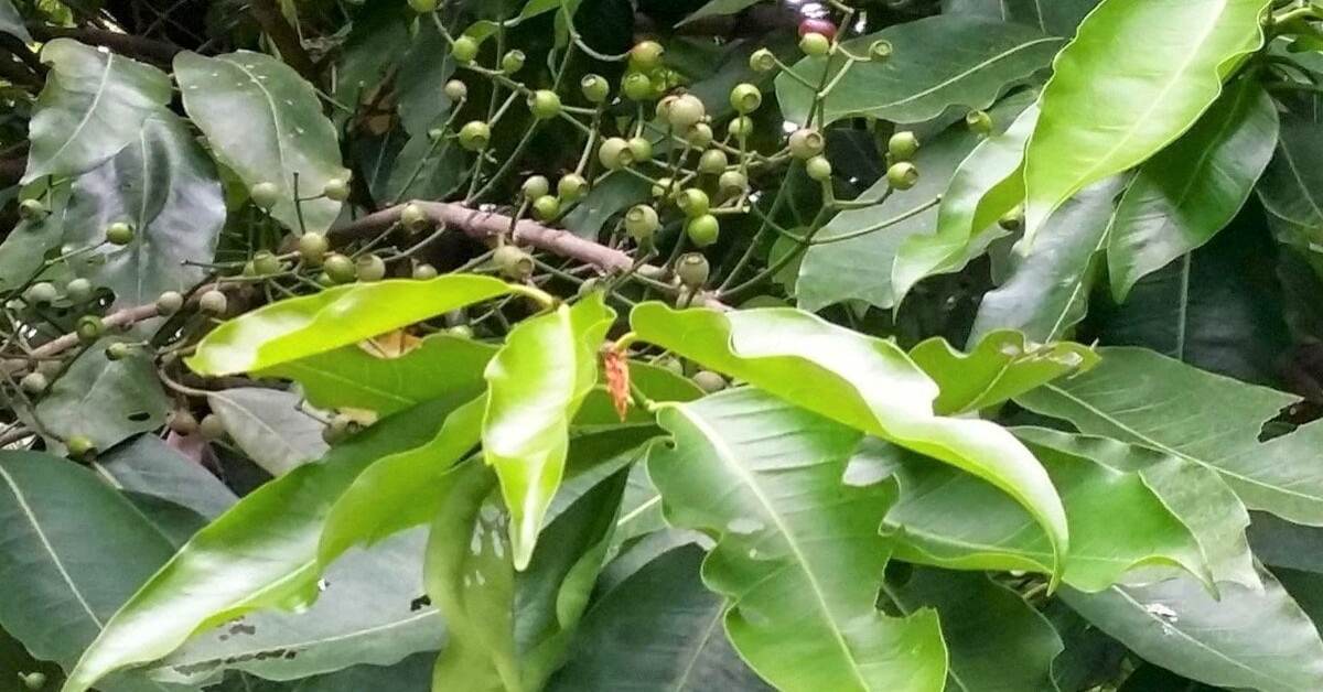 Lá vối là lá gì? Cách ủ, nấu lá vối và cách bảo quản nước lá vối