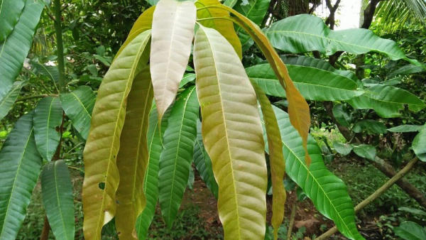 Thông tin về lá xoài