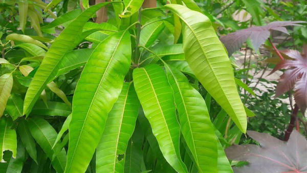 Chữa bỏng