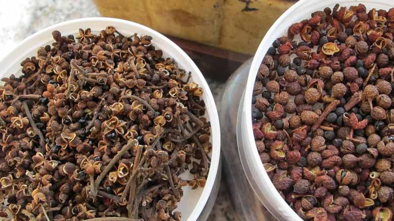Giá hạt mắc khén Sơn La