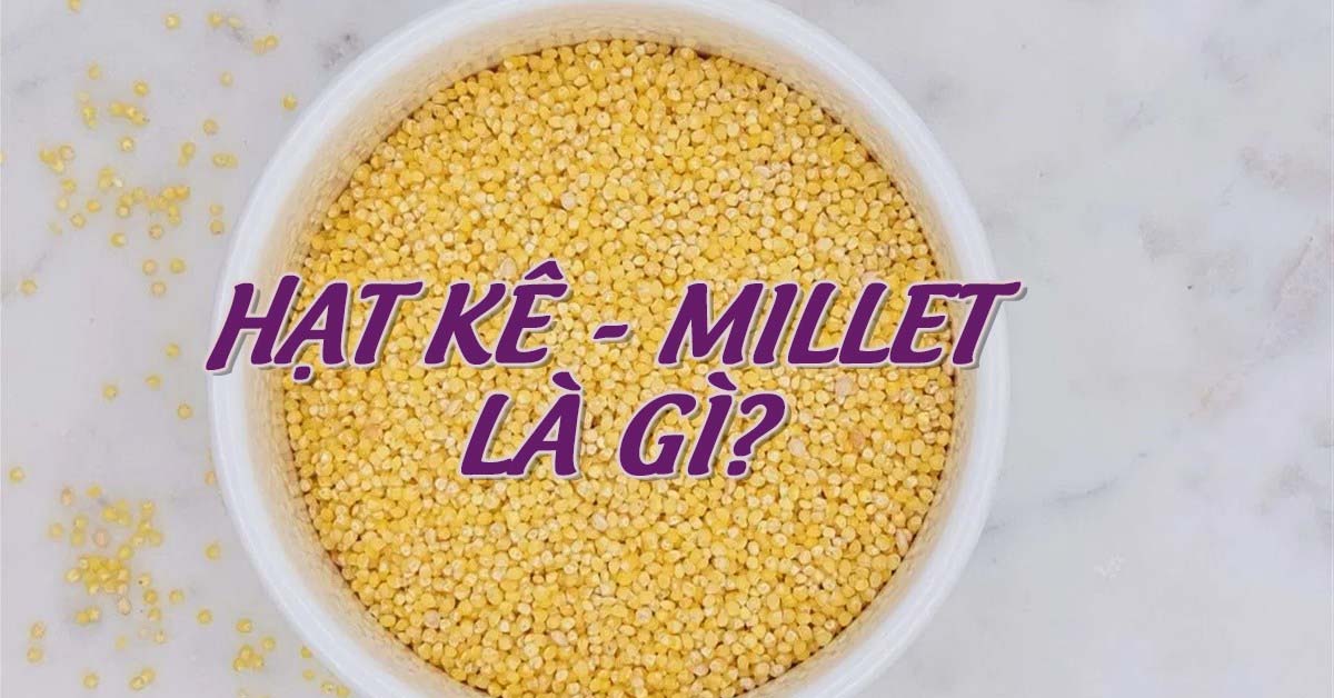Millet - Hạt kê là gì? Hạt kê có tác dụng gì? Cách nấu hạt kê.