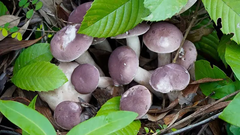Tìm hiểu về nấm keo