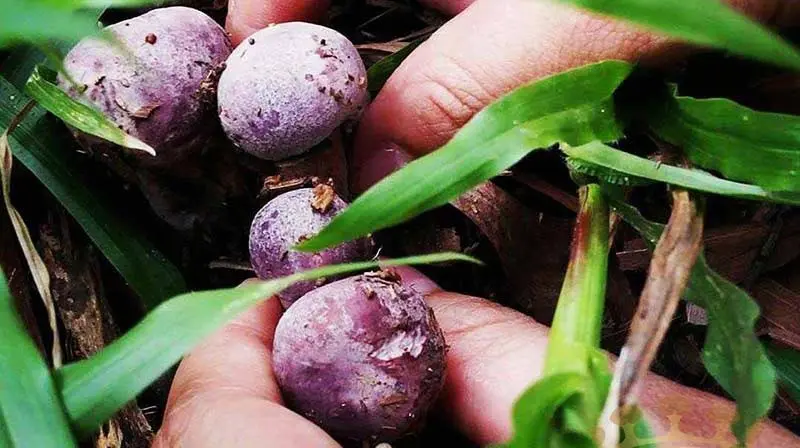 Đặc điểm của nấm keo