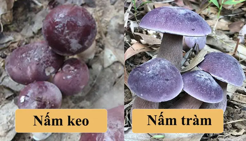 Phân biệt nấm keo và nấm tràm