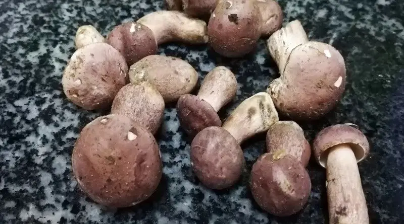 Nấm keo giá bao nhiêu?