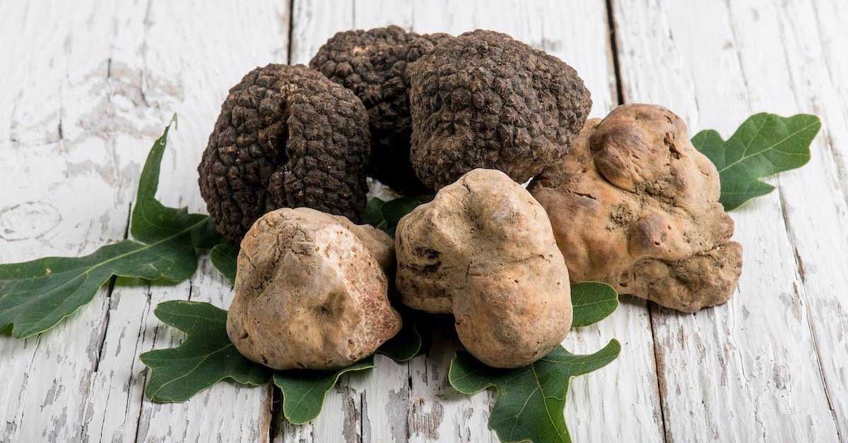 Nấm truffle là gì? Nấm truffle mua ở đâu, giá bao nhiêu?