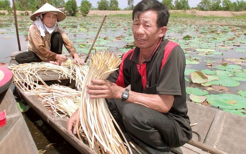 Ngó sen là phần non nhất, phần vừa mọc ra từ củ sen