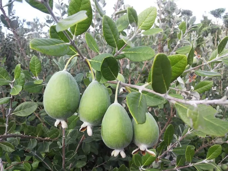Tìm hiểu về ổi dứa