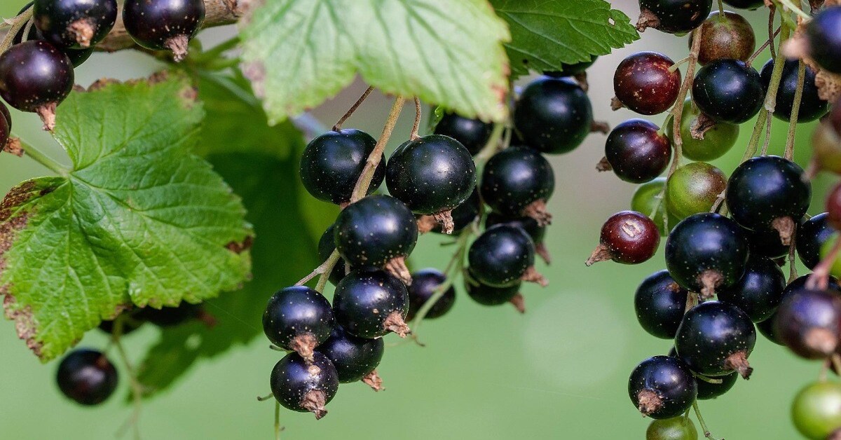 black currant là gì, black currant là quả gì, tác dụng của quả lý chua đen
