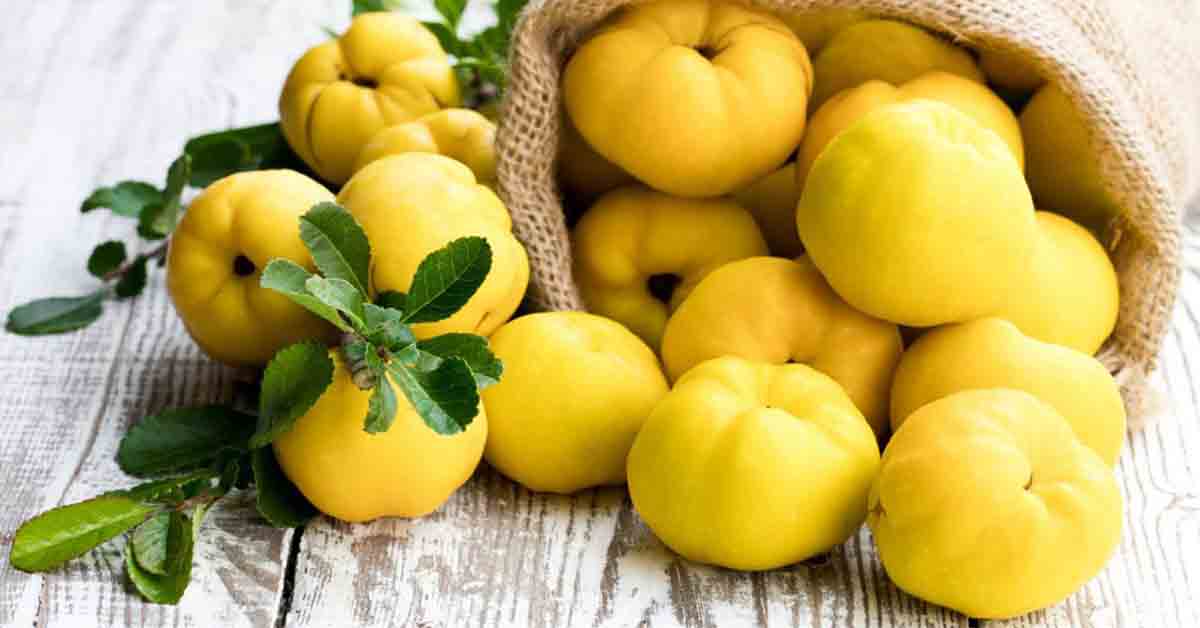 quince là quả gì