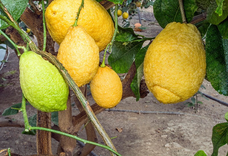 Quả thanh yên (chanh yên) - citron là quả gì?
