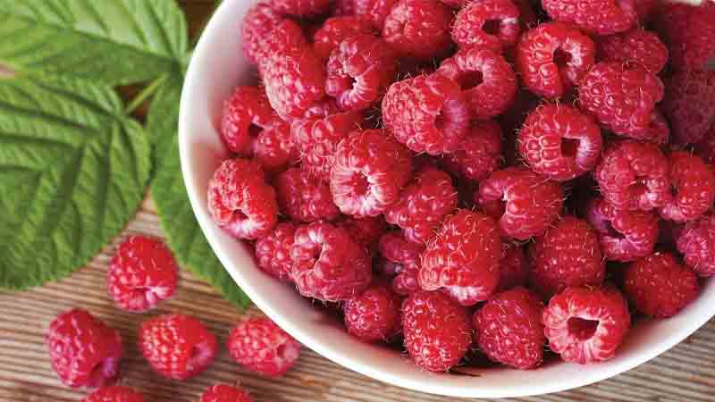 Raspberry - mâm xôi - phúc bồn tử là quả gì?