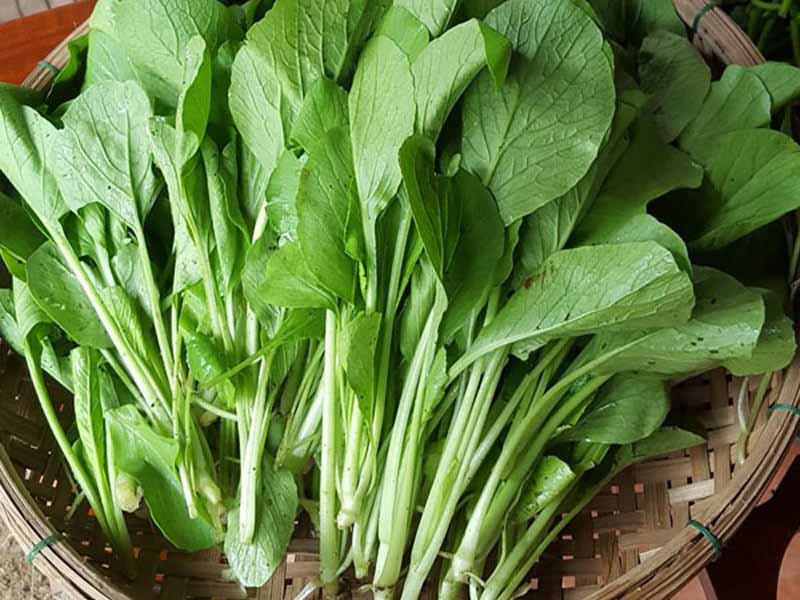 Thông tin về cải ngọt
