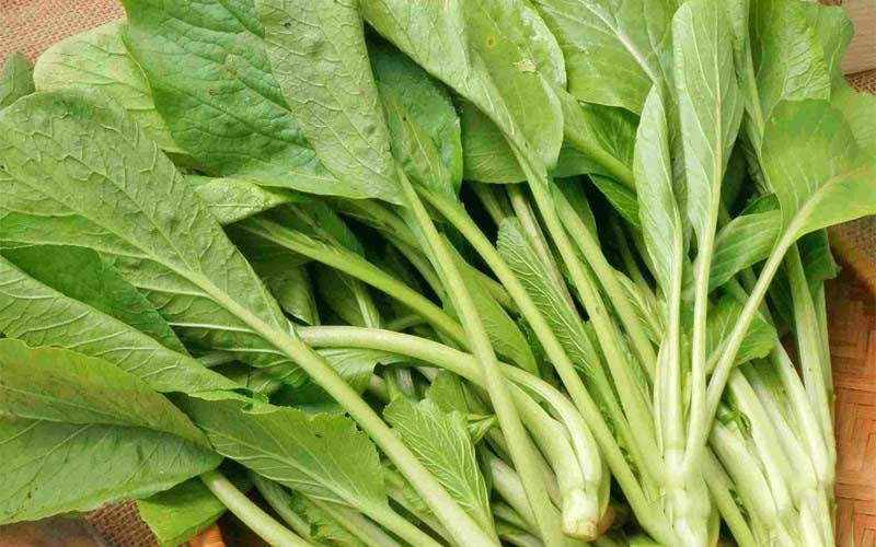 Cải ngọt là một loại rau thân thảo